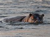 Africa 027 : Africa, Animal, Hippopotamus, Mammal, Mosi-Oa-Tunya National Park, Zambia